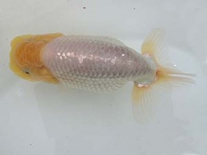 志摩紅鱗会　平成28年度春季品評大会　立行司　大田恒男　志摩市