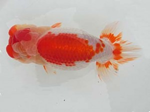 志摩紅鱗会　平成28年度春季品評大会　取締一　宮脇　洋　松阪市