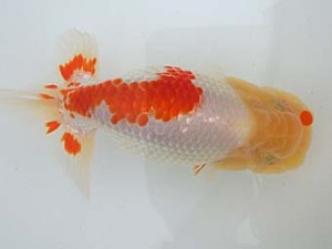 志摩紅鱗会　平成28年度春季品評大会　取締二　小河　孝　志摩市