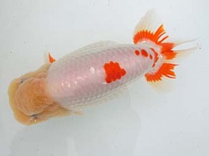 志摩紅鱗会　平成28年度春季品評大会　西大関　林　万貴　志摩市