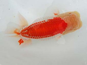 志摩紅鱗会　平成28年度春季品評大会　立行司　林　万貴　志摩市