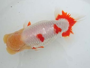 志摩紅鱗会　平成28年度春季品評大会　取締一　小濱照明　松阪市