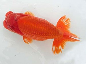 志摩紅鱗会　平成28年度春季品評大会　取締二　林　万貴　志摩市