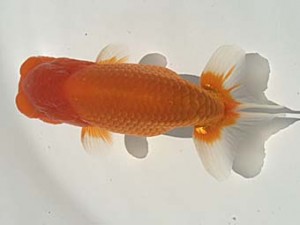 湘南らんちゅう会　二歳会　東大関　八矢貞亮