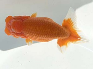 湘南らんちゅう会　二歳会　西大関　竹之内博幸