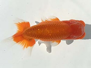 湘南らんちゅう会　二歳会　立行司　安田英一