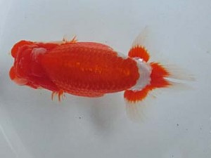 津島愛錦クラブ　二歳会　東大関　あま市　近藤憲正