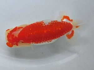 津島愛錦クラブ　二歳会　西大関　稲沢市　植田春寿