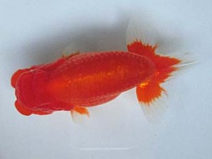 津島愛錦クラブ　二歳会　立行司　あま市　近藤憲正