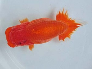 津島愛錦クラブ　二歳会　東取締　愛西市　石丸満春