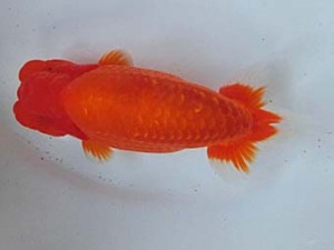 津島愛錦クラブ　二歳会　西取締　海津市　鈴木友来