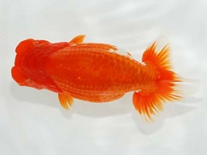 横浜観魚会　二歳会　東大関　齋藤一成