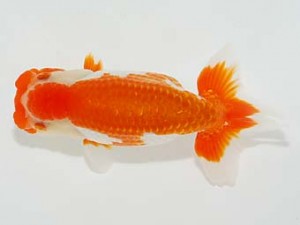 横浜観魚会 勧進元一　小山徹志