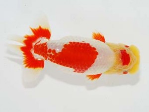 横浜観魚会 勧進元二　目黒康弘