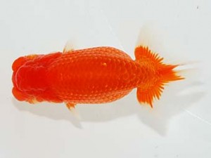 横浜観魚会 行司一　田村 智