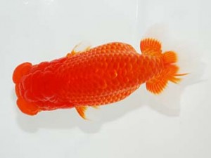 横浜観魚会 行司二　安田正伯