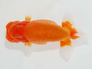 横浜観魚会 脇行司二　勝呂鉄郎