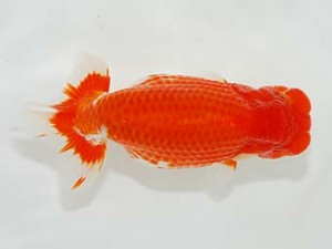 横浜観魚会　二歳会　取締一　秋元和男