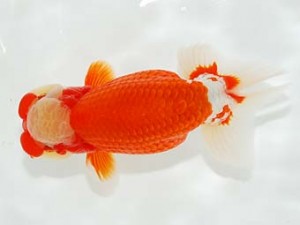 横浜観魚会 東関脇　山口広隆