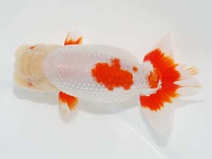 横浜観魚会 西関脇　加藤貞信