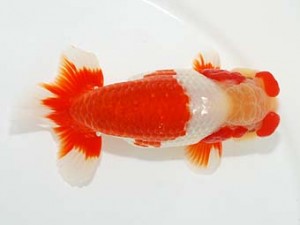 横浜観魚会 西小結　齋藤一成