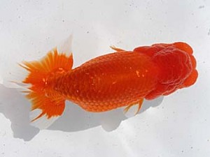 二歳会　一位　坂口久利