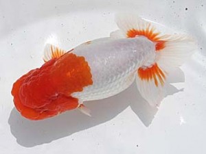 二歳会　二位　栃谷義寛
