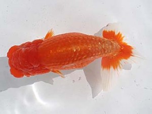 二歳会　四位　坂口久利