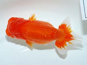 房総らんちう会　二歳会　10席　堀切輝雄