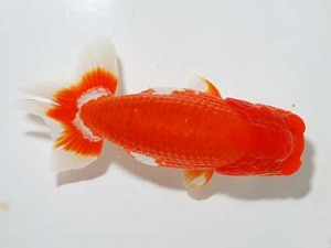 房総らんちう会　二歳会 11席　山内研作