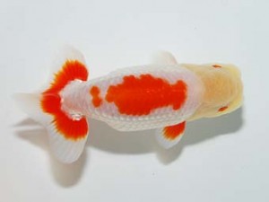 房総らんちう会　二歳会 13席　加曽利敏幸