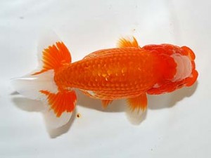 房総らんちう会　二歳会 14席　鈴木靖夫