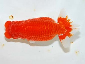 房総らんちう会　二歳会 15席　秋元和男