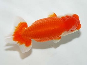 房総らんちう会　二歳会 16席　君塚一博