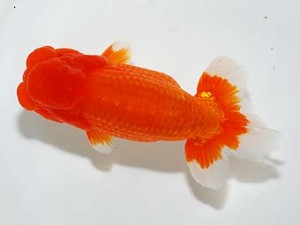 房総らんちう会　二歳会　2席　鈴木靖夫