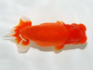 房総らんちう会　二歳会　3席　野島隆一