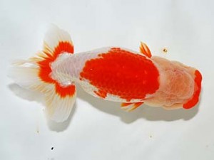 房総らんちう会　二歳会　4席　堀切輝雄