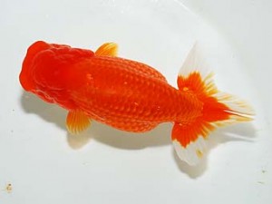 房総らんちう会　二歳会　5席　森田重明