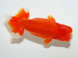 房総らんちう会　二歳会 6席　泉澤豊一