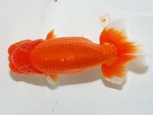 房総らんちう会　二歳会 7席　君塚一博