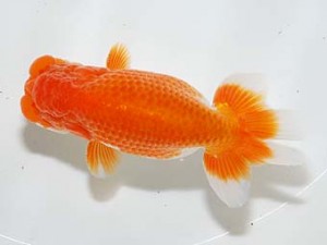 房総らんちう会　二歳会 9席　君塚一博