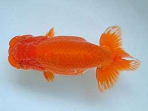 愛媛県らんちゅう愛好会　二歳会　１席　岡村圭一郎