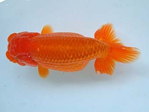 愛媛県らんちゅう愛好会　二歳会　２席　松友正一