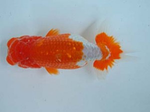 愛媛県らんちゅう愛好会　二歳会　５席　松友正一