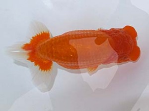 観魚会　二歳会　東大関　目黒康弘　足立