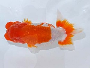 観魚会　二歳会　西大関　小泉順一　足立