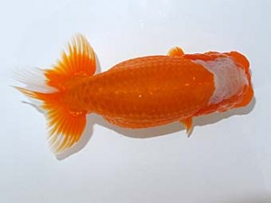 観魚会　二歳会　取締二　高地辰夫　荒川