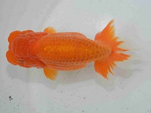 好鱗会　二歳会　一位　丸山克昌