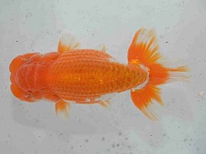 好鱗会　二歳会　二位　丸山克昌