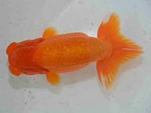 好鱗会　二歳会　三位　加納力一